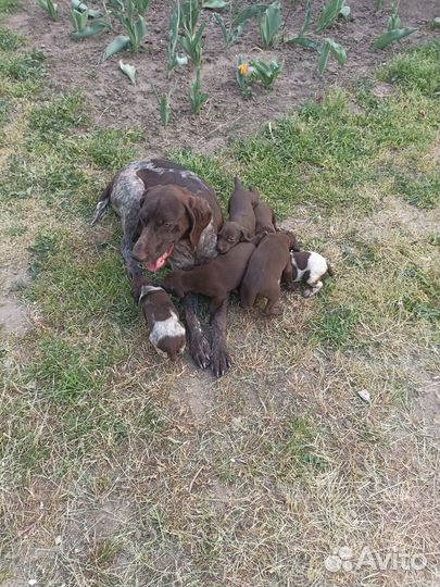 Щенки курцхаара