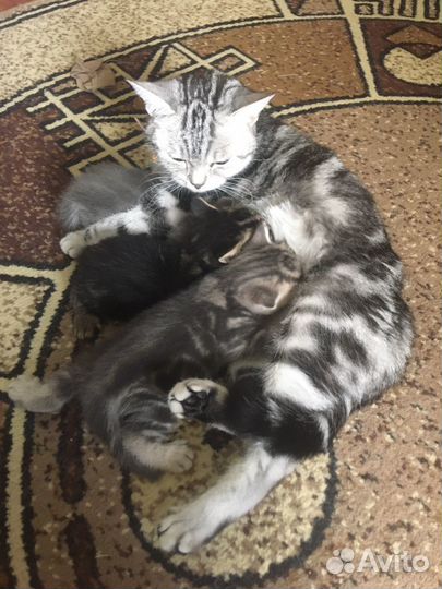 Кошка