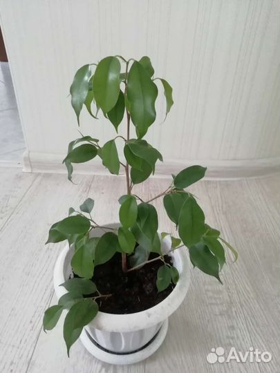 Фикус Бенджамина