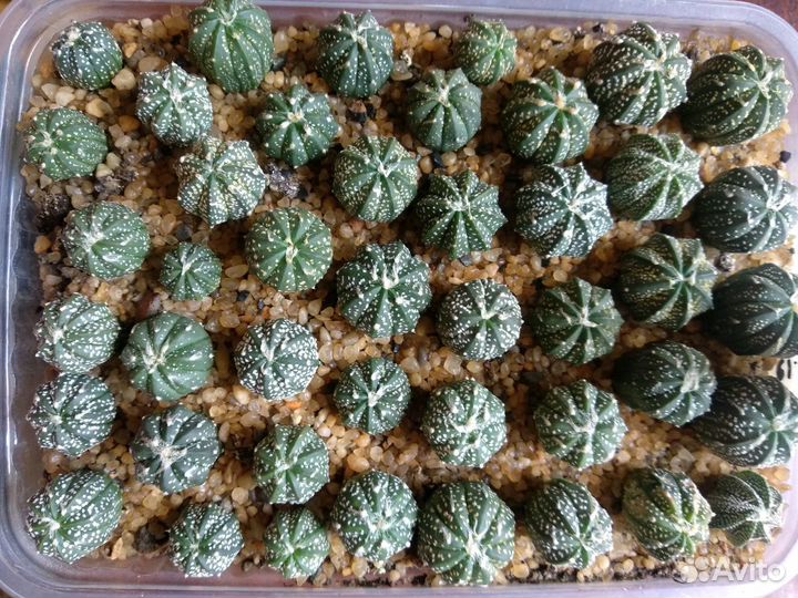 Сеянцы кактусов астрофитумы и др