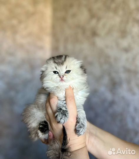 Шотландская скоттиш фолд страйт Хайленд фолд