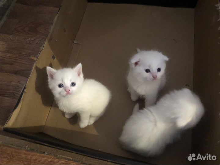 Котята турецкой ангоры