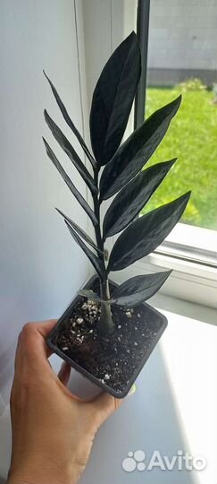 Комнатные растения