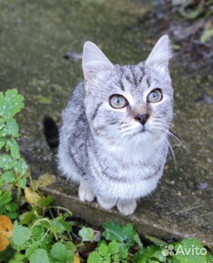 Котëнок ищет дом