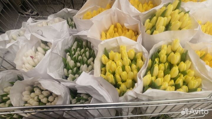 Тюльпаны к 8 марта