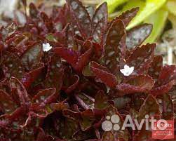 Гемиграфис