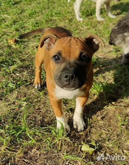 Стаффордширский бультерьер