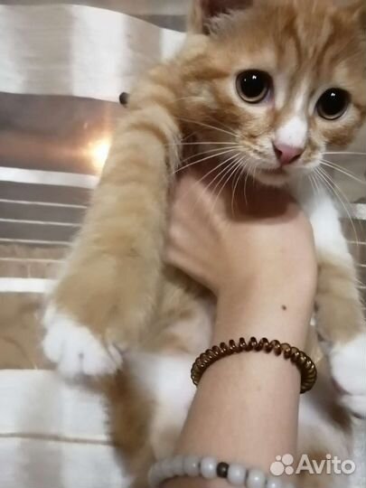 Котята в добрые руки мальчики