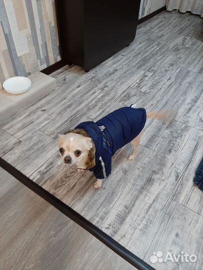 Одежда для маленьких собак