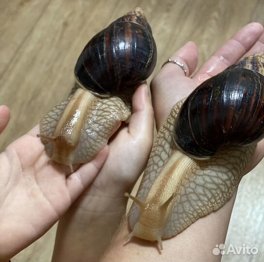 Улитка Ахатина бесплатно