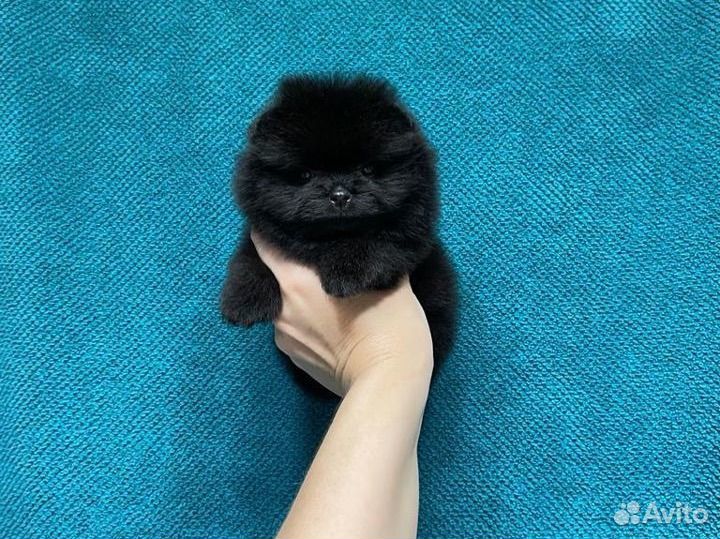 Померанский шпиц мини
