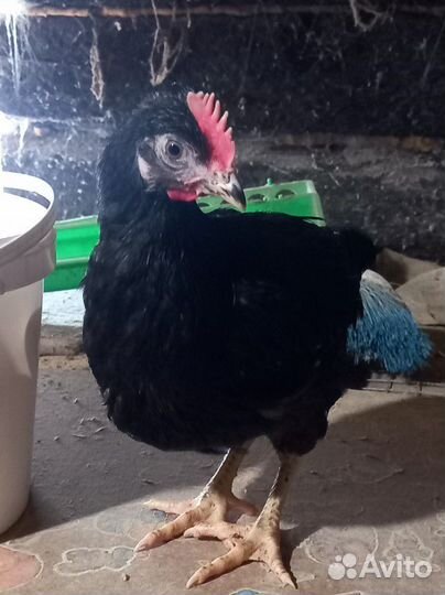 Подрощеные цыплята(курочки) домашних курочек