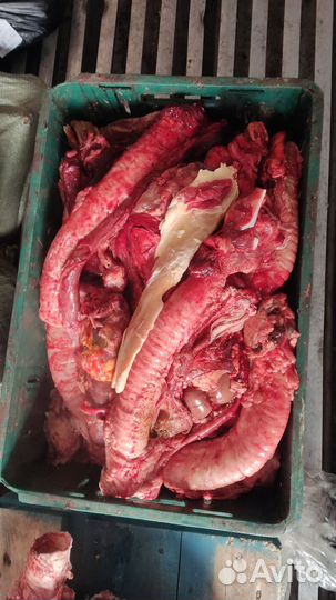 Корм для животных