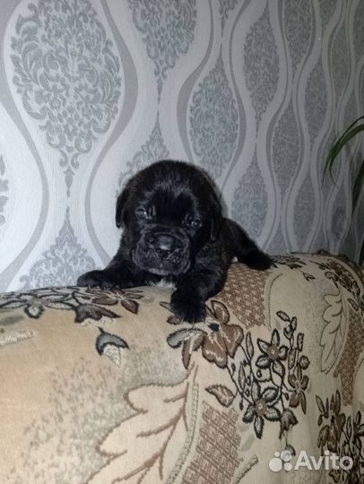 Продам алиментного щенка Кане Корсо