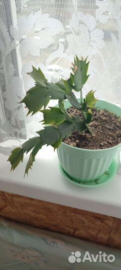 Декабристы