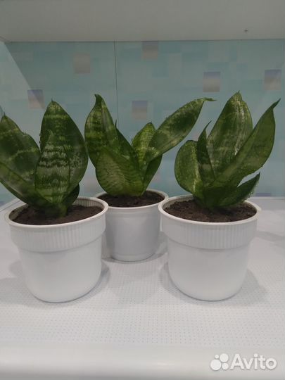 Сансевиерия ханни низкорослая