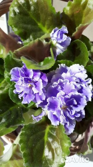 Фиалка (черенки, детки) или обмен