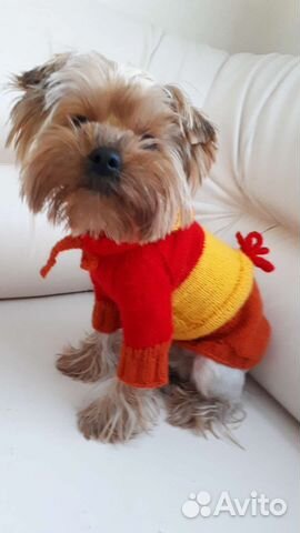 Одежда для маленьких собак
