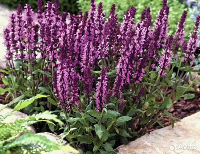 Шалфей розовый