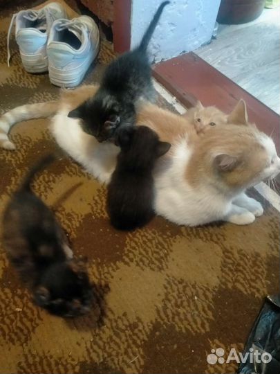 Котята отдам бесплатно