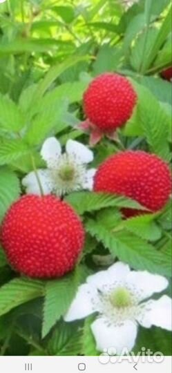 Тибетская малина, розолистная