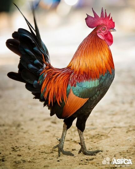 Продам петуха