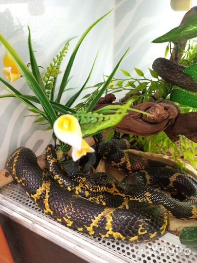 Змея полоз Амурский,high ellow