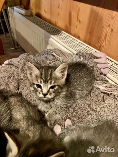 Котята в добрые руки