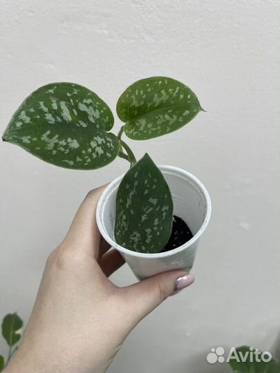 Сциндапсус пиктус аргиреус