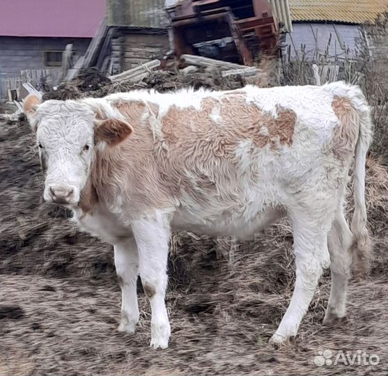 Бычок и телочка
