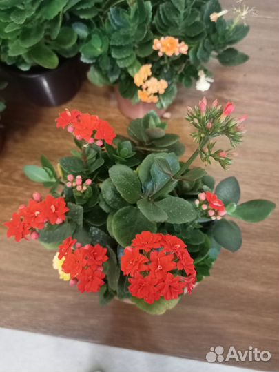 Каланхоэ цветущий