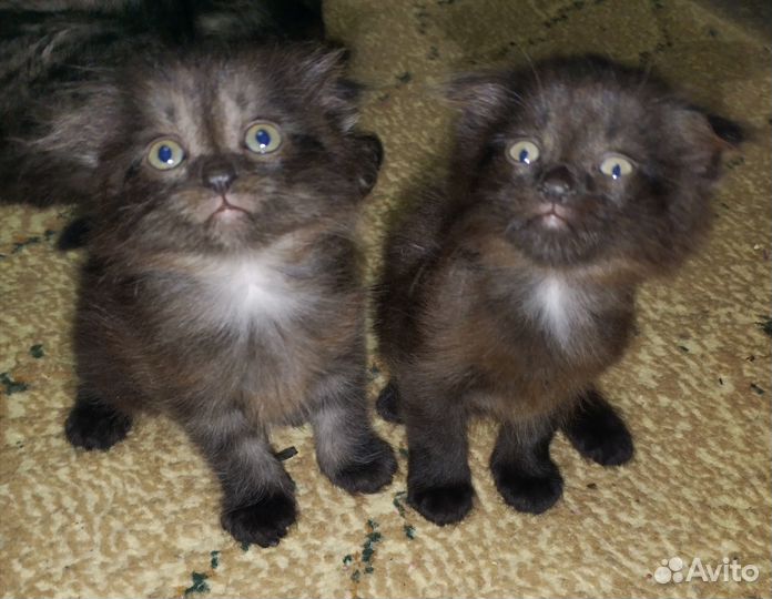 Котята бесплатно