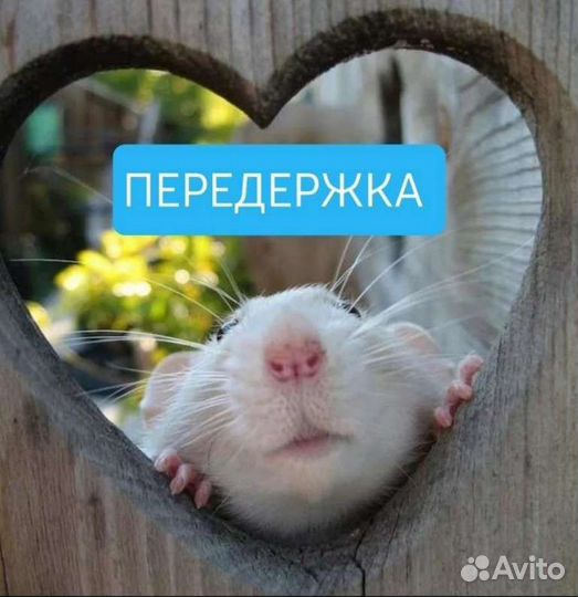 Передержка