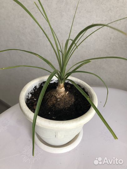 Бокарнея нолина