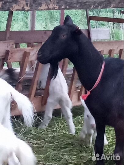 Козы дойные