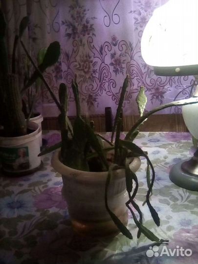 Кактусы (горшок с несколькими)