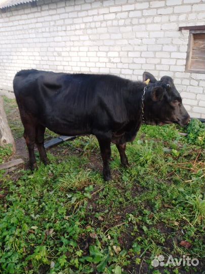 Тёлочка 9 месяцев