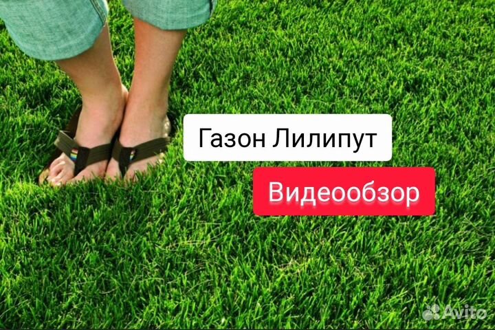 Газонная трава лилипут