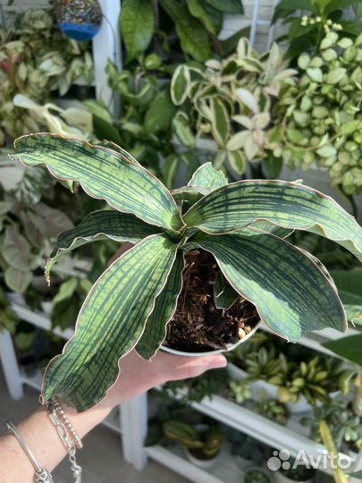 Сансевиерия сортовая