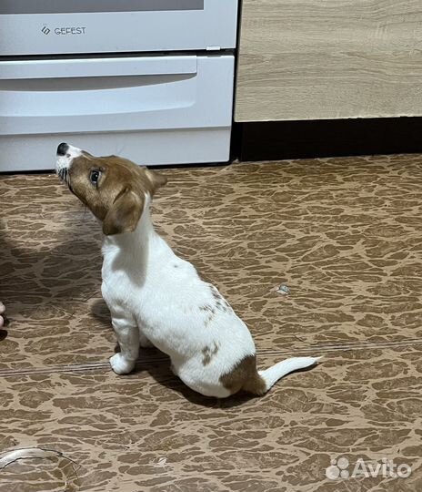 Джек рассел терьер девочка