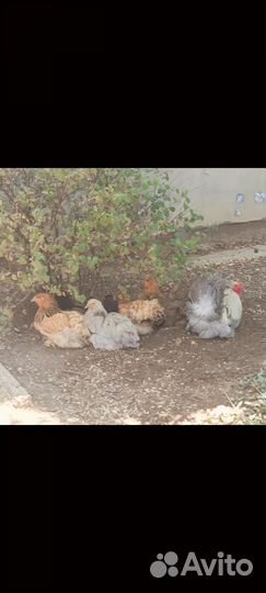 Инкубационное яйцо кур породы брама