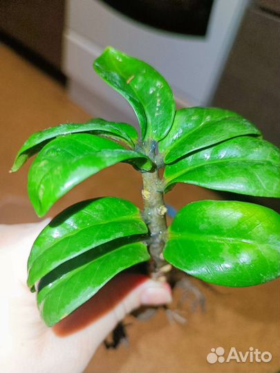 Замиокулькас зензи жук кустик с ростом