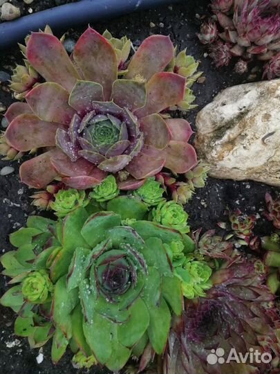 Sempervivum, каменная роза, молодило