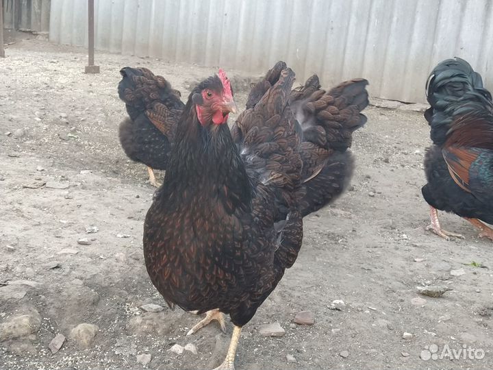 Инкубационное яйцо кур Барневельдер