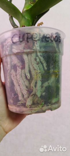 Орхидея фаленопсис