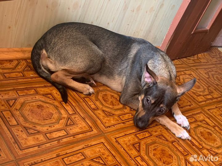Отдам в добрые руки