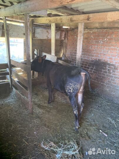 Продаю теленка