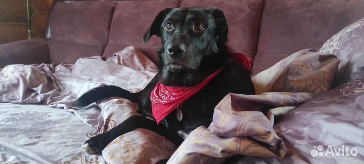 Собака в добрые руки