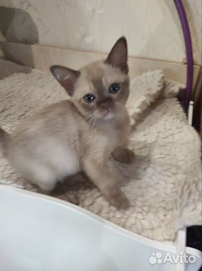 Котята Европейской Бурмы