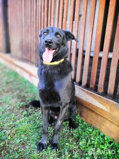 Рой ищет дом